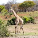 BWA NW Chobe 2016DEC04 NP 125 : 2016, 2016 - African Adventures, Africa, Botswana, Chobe National Park, Date, December, Month, Northwest, Places, Southern, Trips, Year